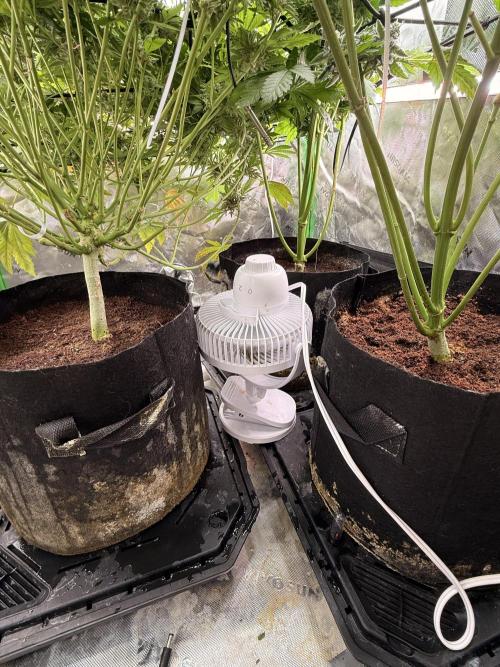 Lemonpaya coco fall 2025. Week 10