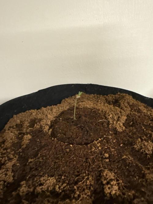 New money 💰  black amber x eye candy. Week 1