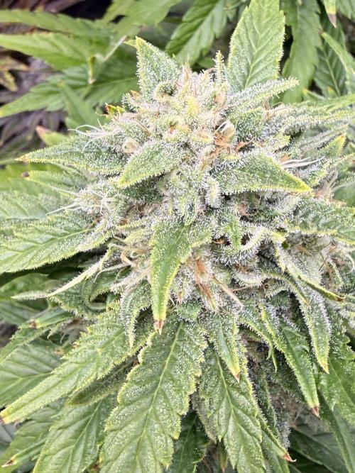 Lemonpaya coco fall 2025. Week 11