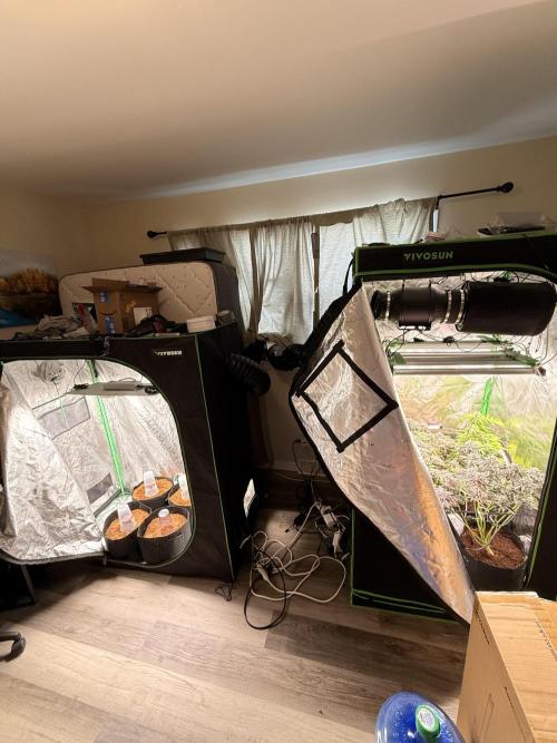 Lemonpaya coco fall 2025. Week 11