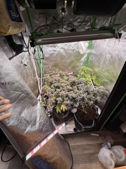 Lemonpaya coco fall 2025. Week 11