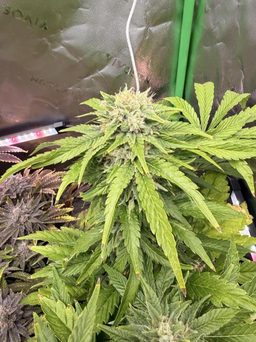 Lemonpaya coco fall 2025. Week 11