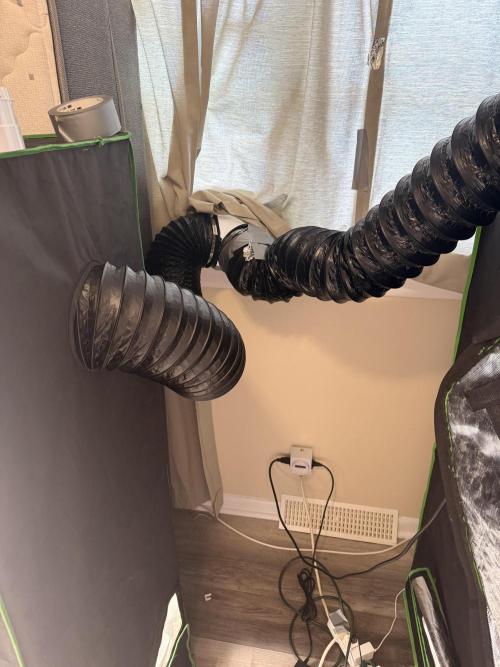 Lemonpaya coco fall 2025. Week 11