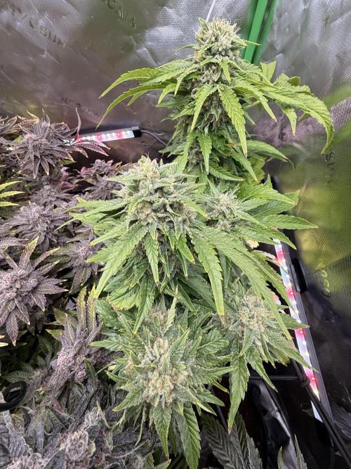 Lemonpaya coco fall 2025. Week 11