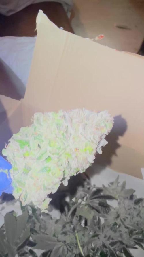 mellowz  2025  rosin run