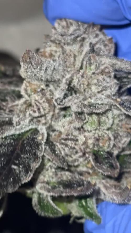 mellowz  2025  rosin run