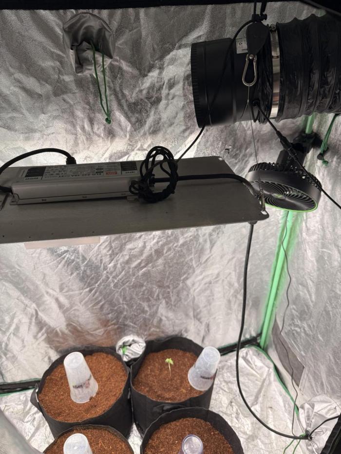 New money 💰  black amber x eye candy. Week 2