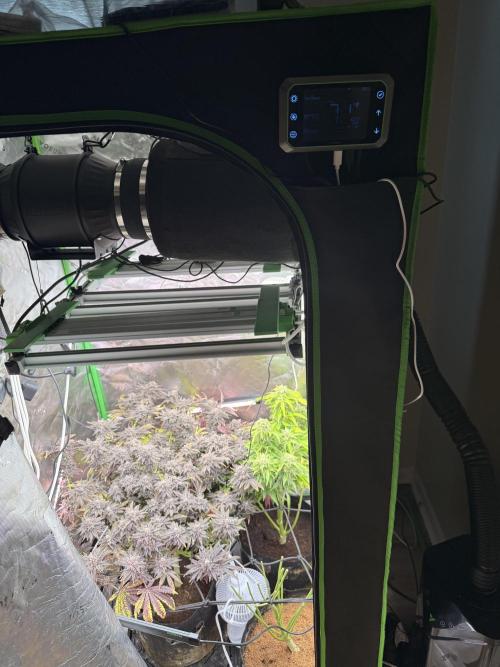 mellowz  2025  rosin run. Week 16