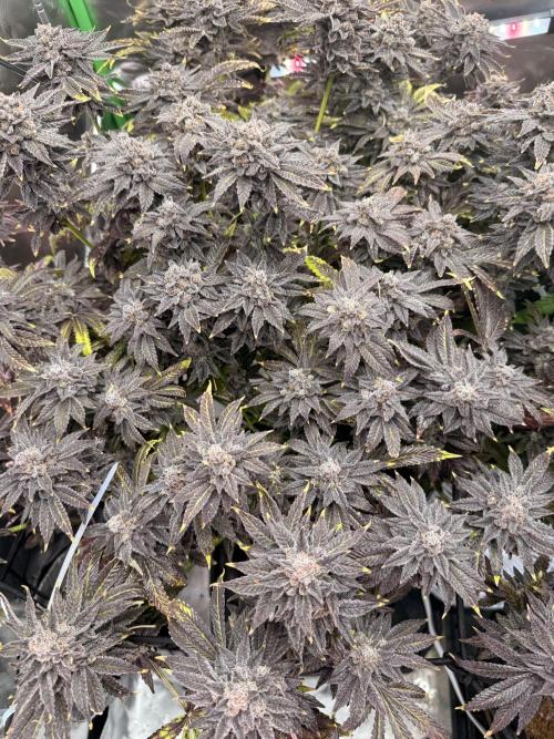 mellowz  2025  rosin run. Week 16