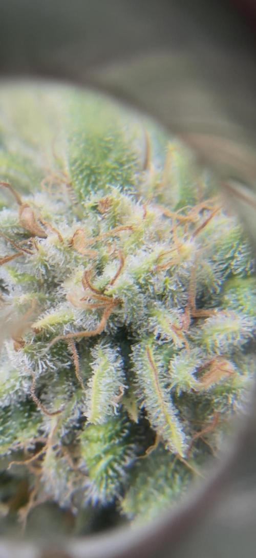 Lemonpaya coco fall 2025. Week 12