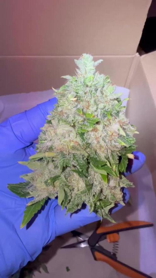 Lemonpaya coco fall 2025