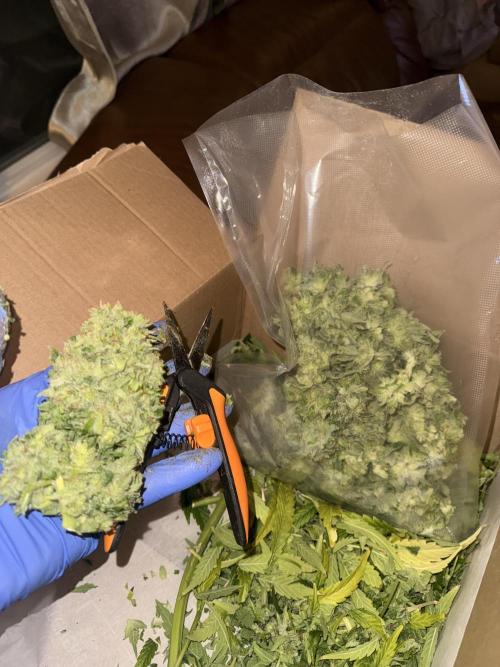 Lemonpaya coco fall 2025. Week 13