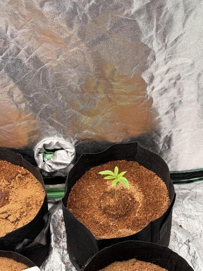 New money 💰  black amber x eye candy. Week 3