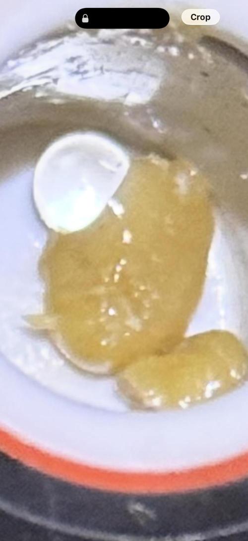 Lemonpaya coco fall 2025. Week 13