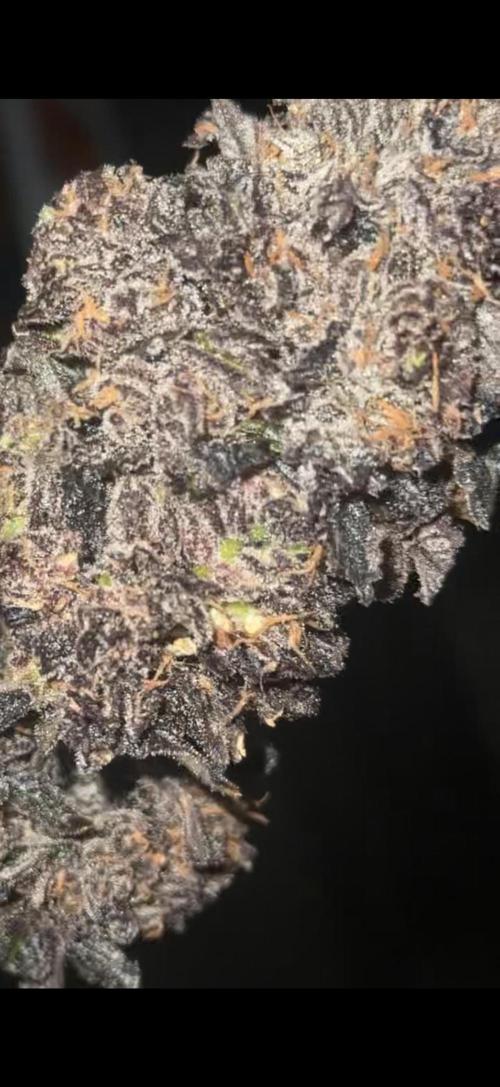 mellowz  2025  rosin run. Week 17