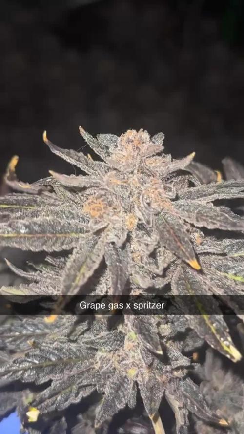 mellowz 2025 rosin run