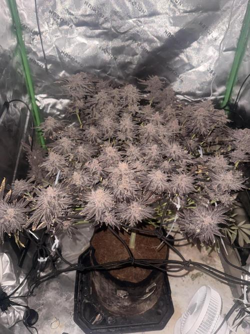 mellowz  2025  rosin run. Week 17