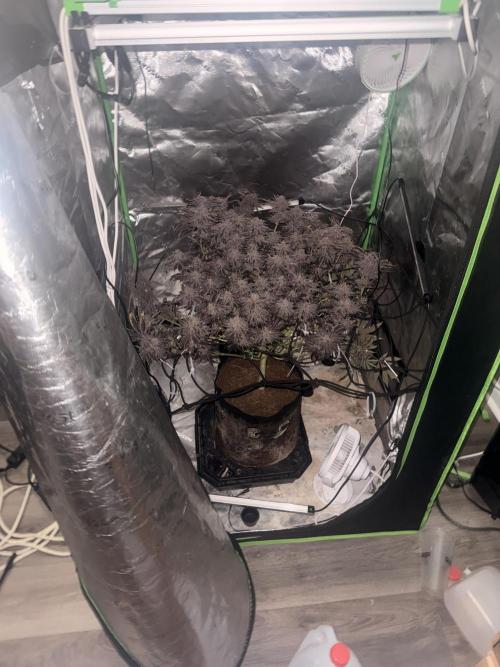 mellowz  2025  rosin run. Week 17