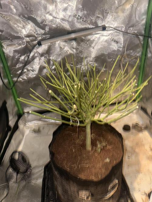 mellowz  2025  rosin run. Week 17