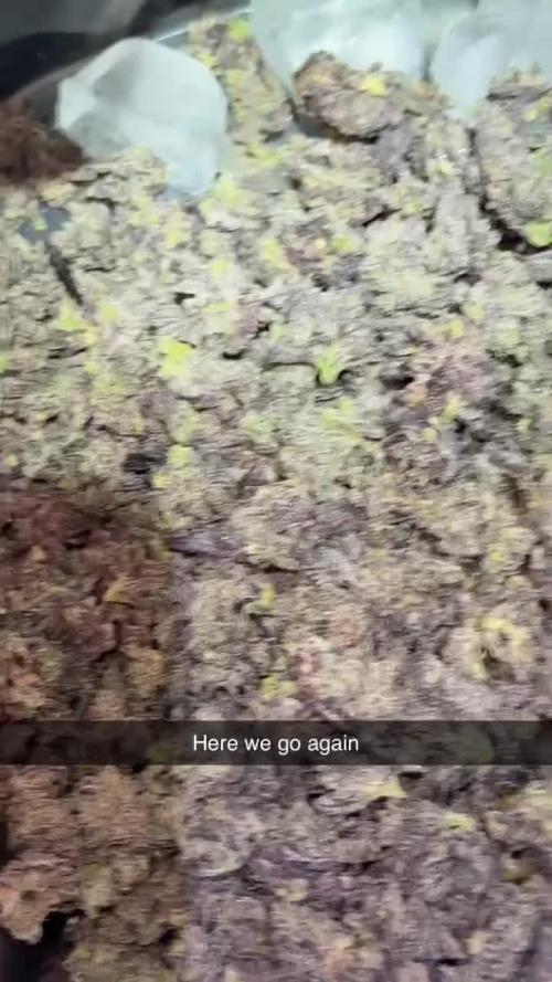 mellowz  2025  rosin run