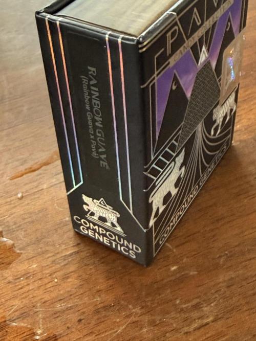 Rainbow guave. Week 0