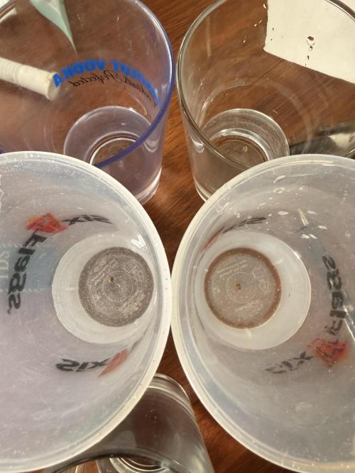 Rainbow guave. Week 0