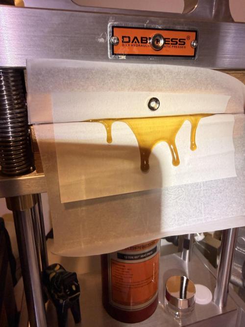 mellowz  2025  rosin run. Week 17