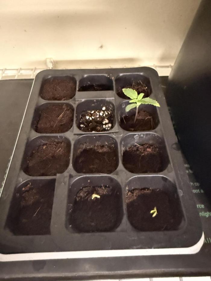 Mimosa. Week 1