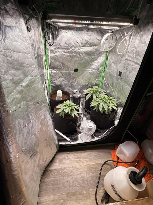 New money 💰  black amber x eye candy. Week 5