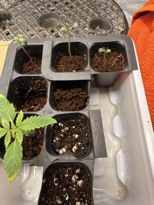 Rainbow guave. Week 1