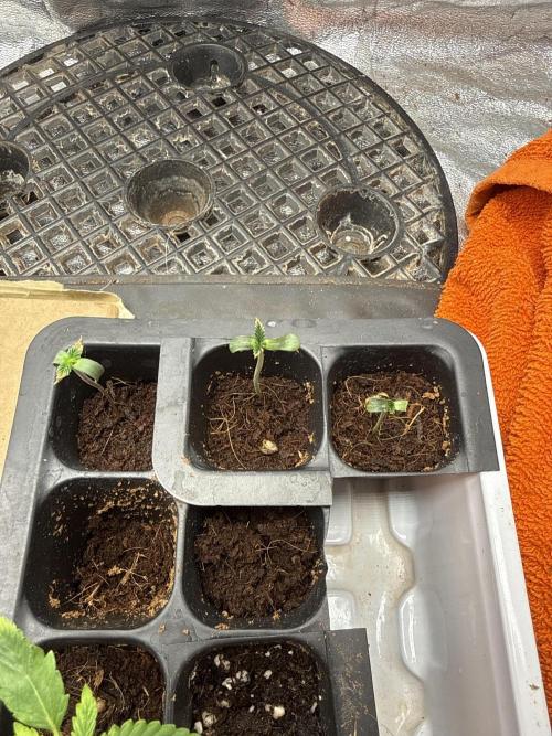 Rainbow guave. Week 1