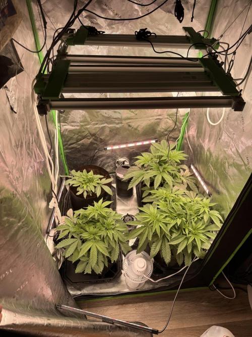 New money 💰  black amber x eye candy. Week 6