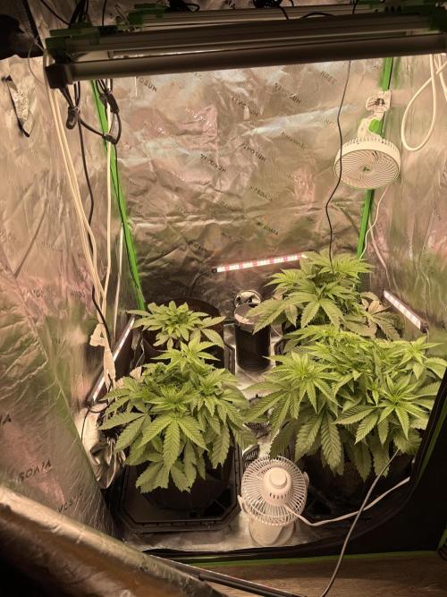 New money 💰  black amber x eye candy. Week 6