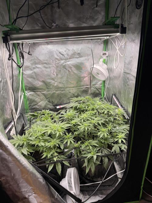 New money 💰  black amber x eye candy. Week 7