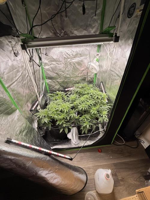 New money 💰  black amber x eye candy. Week 7