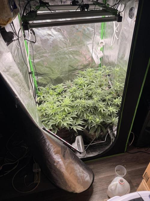 New money 💰  black amber x eye candy. Week 8