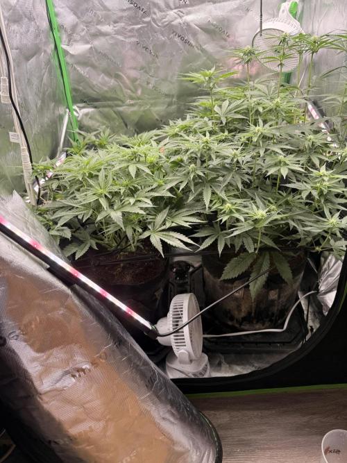 New money 💰  black amber x eye candy. Week 8