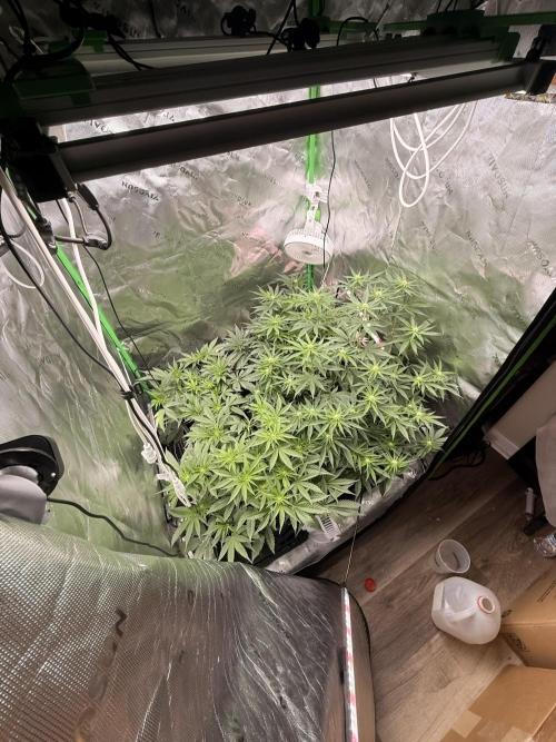 New money 💰  black amber x eye candy. Week 8