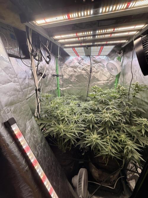New money 💰  black amber x eye candy. Week 9