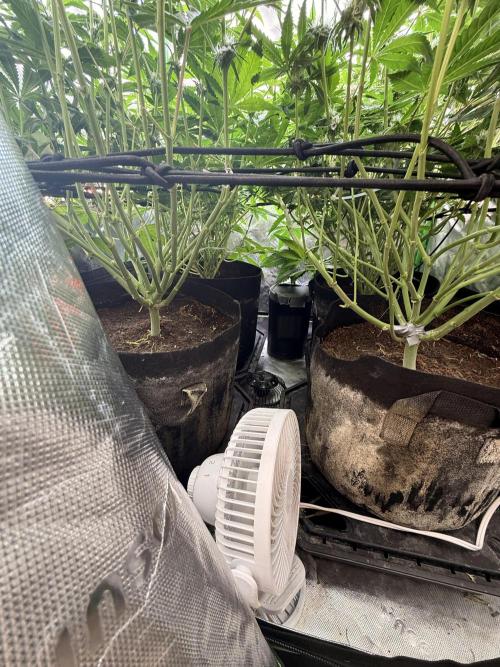 New money 💰  black amber x eye candy. Week 9