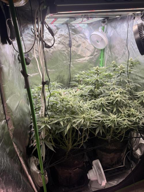 New money 💰  black amber x eye candy. Week 9