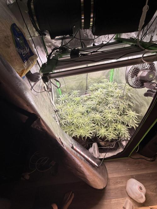 New money 💰  black amber x eye candy. Week 9