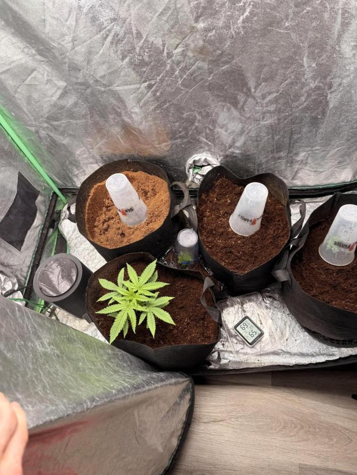Mimosa. Week 4