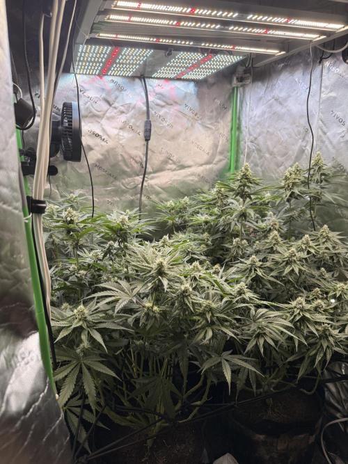 New money 💰  black amber x eye candy. Week 10
