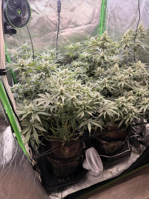 New money 💰  black amber x eye candy. Week 10