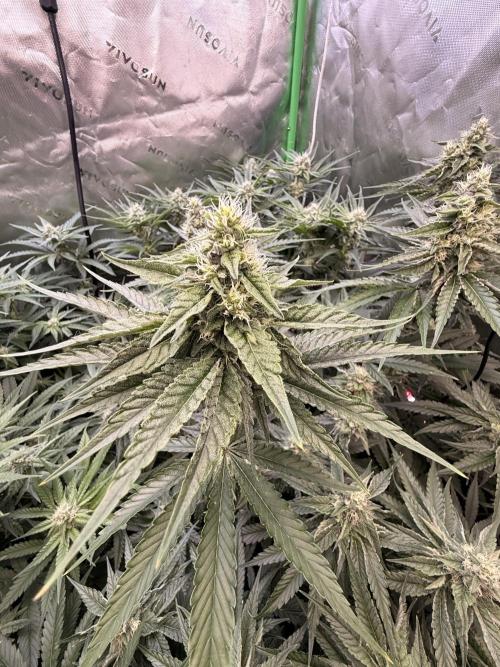 New money 💰  black amber x eye candy. Week 10