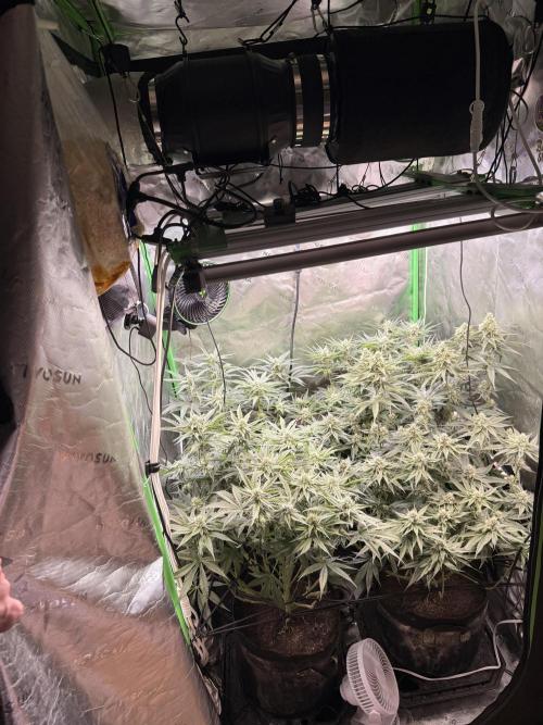 New money 💰  black amber x eye candy. Week 10