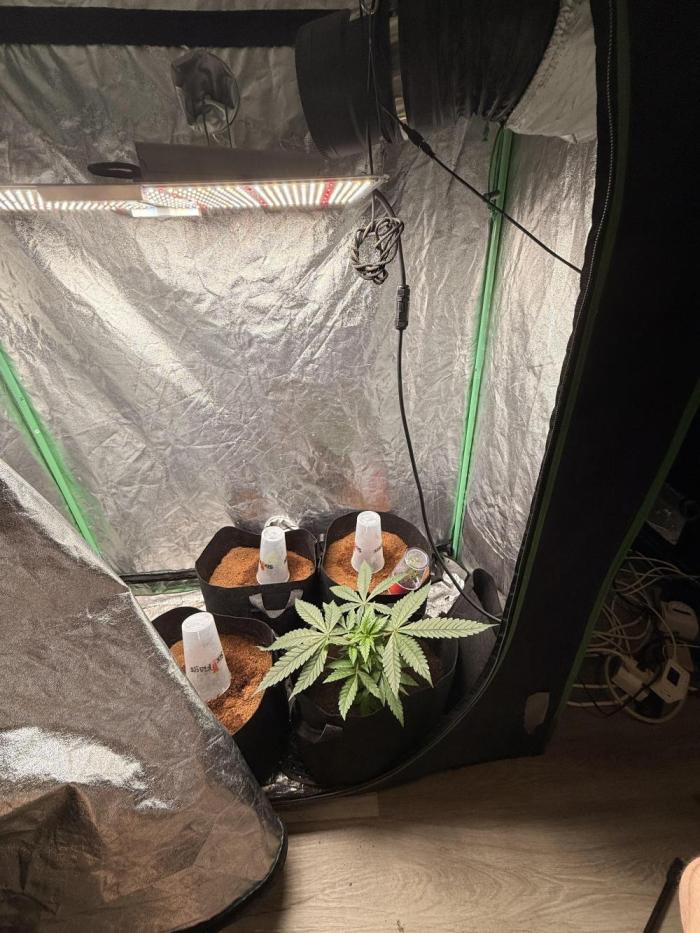 Mimosa. Week 5