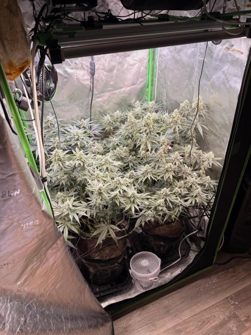 New money 💰  black amber x eye candy. Week 11