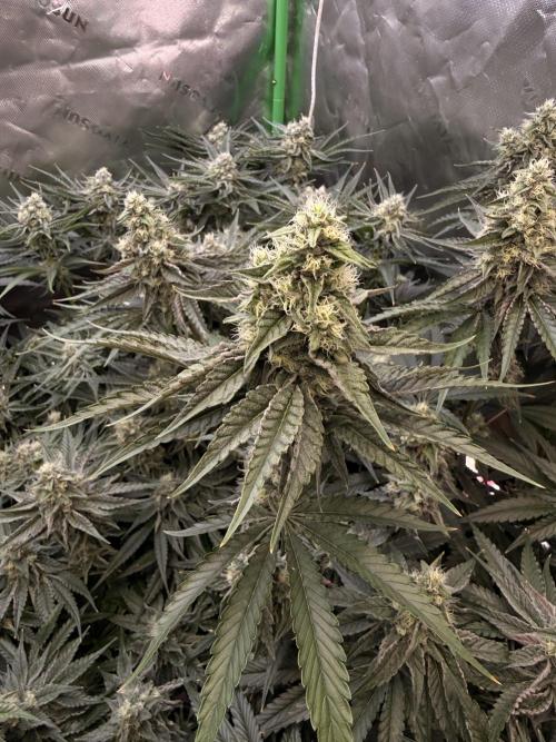 New money 💰  black amber x eye candy. Week 11